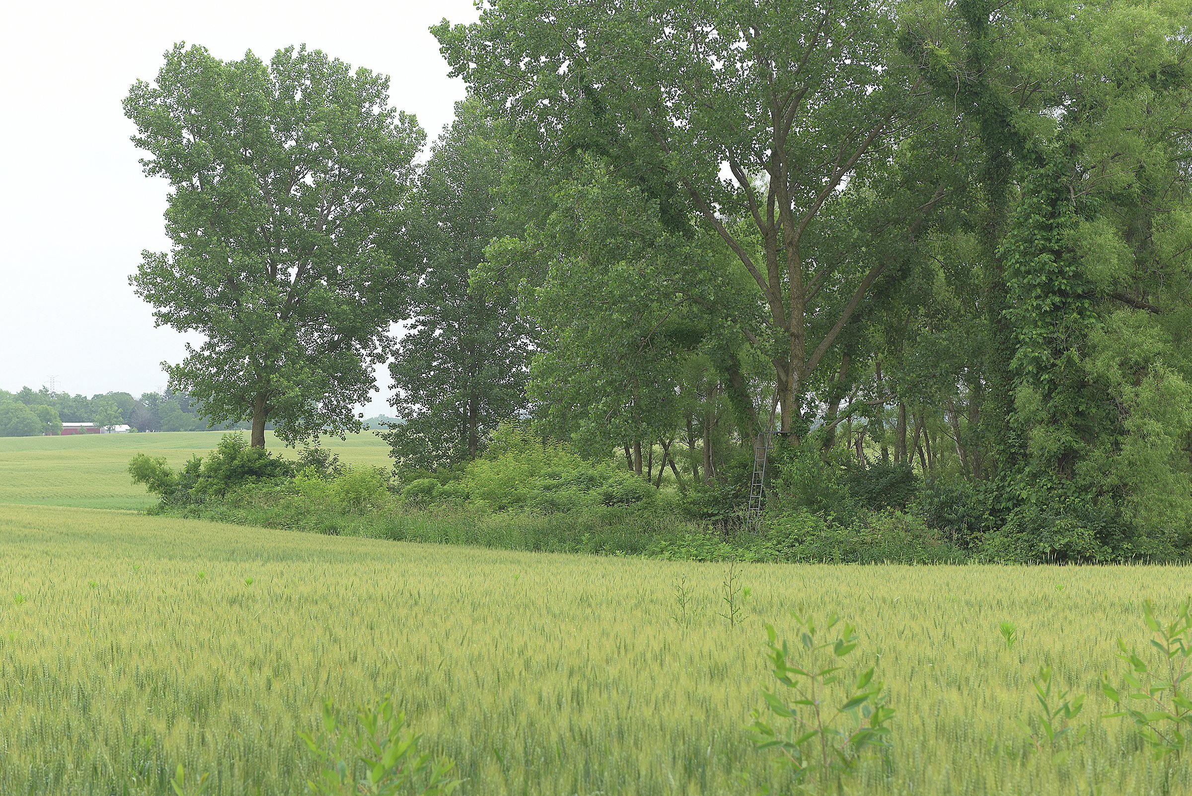 Lake County, Indiana farmland - LAND AUCTION - 147+/- ACRES OFFERED IN 3 TRACTS IN LAKE COUNTY, INDIANA